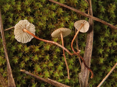 Crinipellis scabella