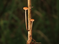 Crinipellis scabella