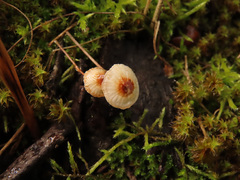 Crinipellis scabella