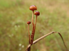 Crinipellis scabella