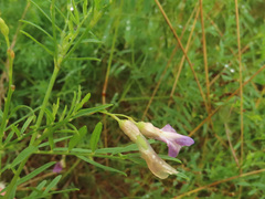 Astragalus arenarius