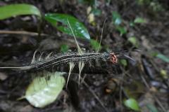 Lepidoptera