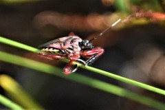 Apiomerus floridensis