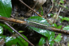 Lepidoptera