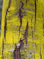 Chrysothrix granulosa