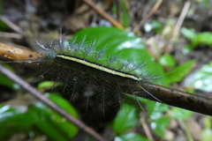 Lepidoptera