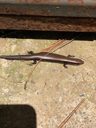 Cuernavaca Shortnose Skink