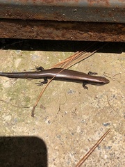 Plestiodon indubitus