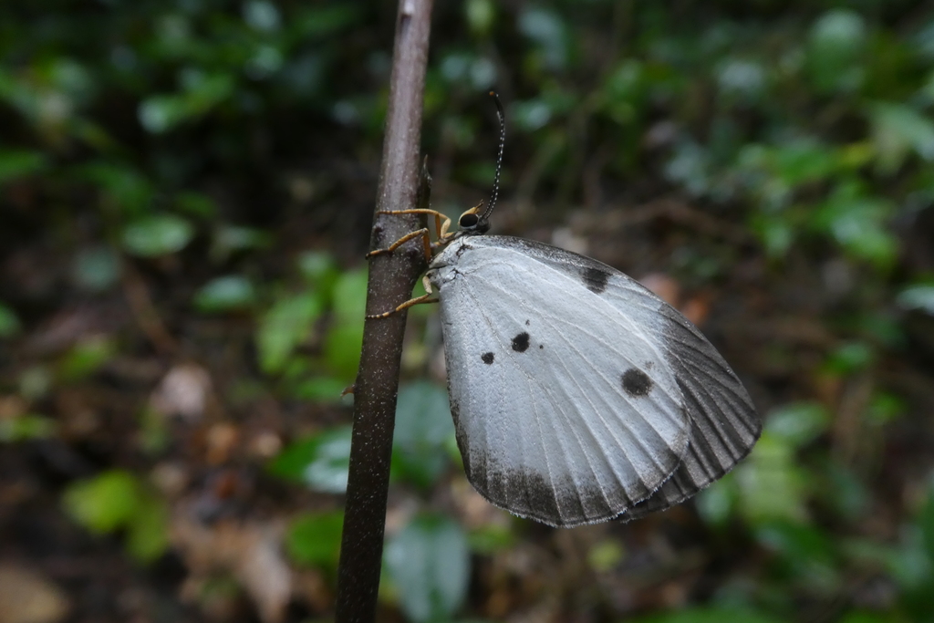 Larinopoda eurema