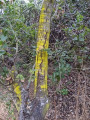 Chrysothrix granulosa