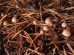 Mycena rubromarginata