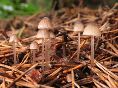 Mycena rubromarginata