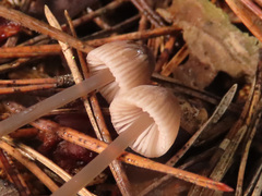 Mycena rubromarginata