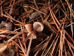 Mycena rubromarginata