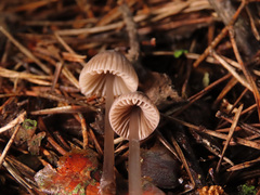 Mycena rubromarginata