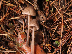 Mycena rubromarginata