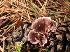 Thelephora caryophyllea