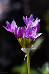 Allium unifolium