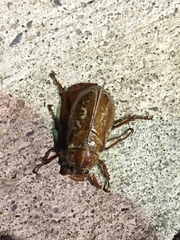 Polyphylla variolosa