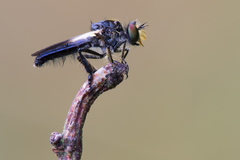 Holopogon nigripennis