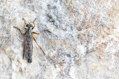 Neomochtherus pallipes