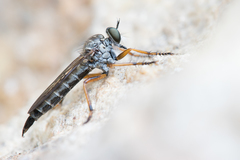 Neomochtherus pallipes