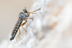 Neomochtherus pallipes