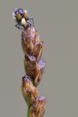 Holopogon nigripennis