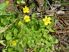 Erythranthe primuloides