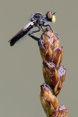 Holopogon nigripennis