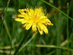 Microseris nutans