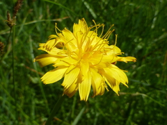 Microseris nutans