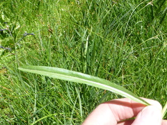 Microseris nutans