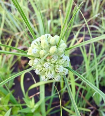 Asclepias stenophylla
