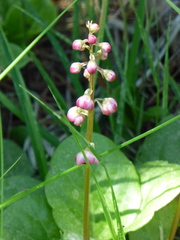 Pyrola asarifolia asarifolia