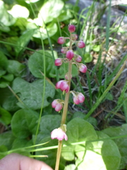 Pyrola asarifolia asarifolia