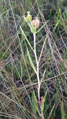 Euphorbia inundata var. garrettii image