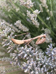 Stagmomantis