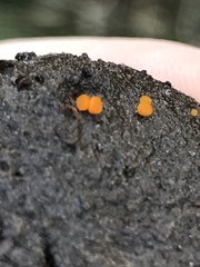 Cheilymenia raripila