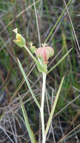 Image of Euphorbia inundata by (c) Jay Horn, some rights reserved (CC BY)