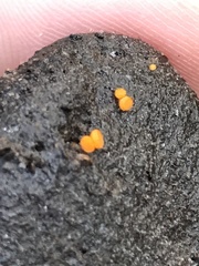 Cheilymenia raripila