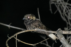 Antrostomus arizonae