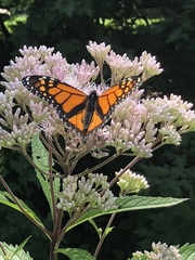 Danaus plexippus