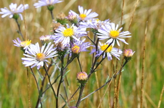 Symphyotrichum spathulatum