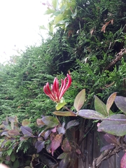 Lonicera hispidula