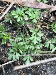 Xanthosia dissecta