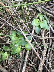 Liparophyllum exaltatum