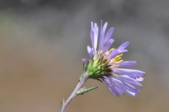 Symphyotrichum spathulatum