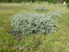 Salix jepsonii