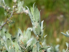 Salix jepsonii